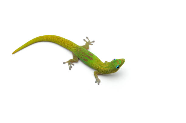 gekona z złotego pyłu wyizolowana na białym tle - animal close up green lizard zdjęcia i obrazy z banku zdjęć