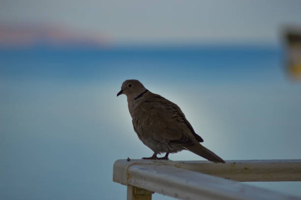 istock Pigeon posed on the corner of the railing 854525980