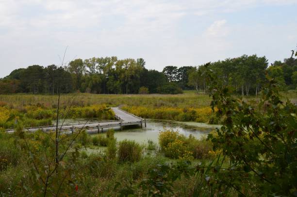 istock Boardwalk in the wetland 854530126