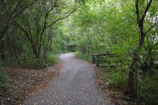 istock Paved trail in the woods 854530166