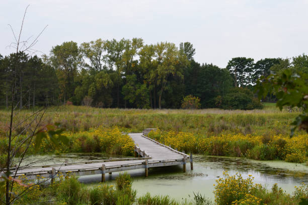 istock Boardwalk in the wetland 854530180