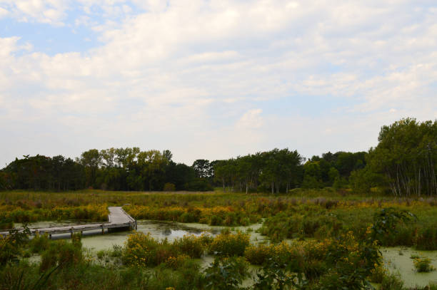 istock Boardwalk in the wetland 854530196