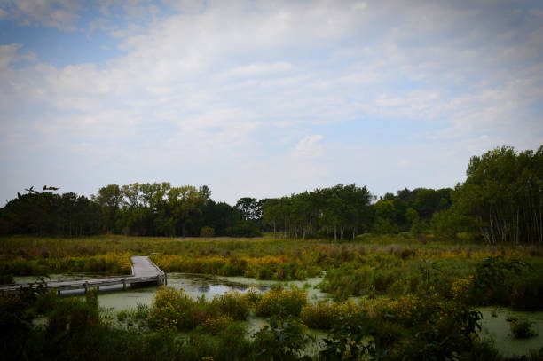 istock Boardwalk in the wetland 854530202