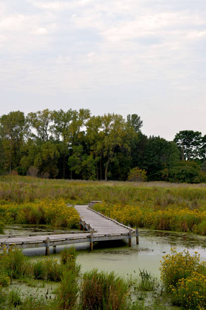 istock Boardwalk in the wetland 854530208