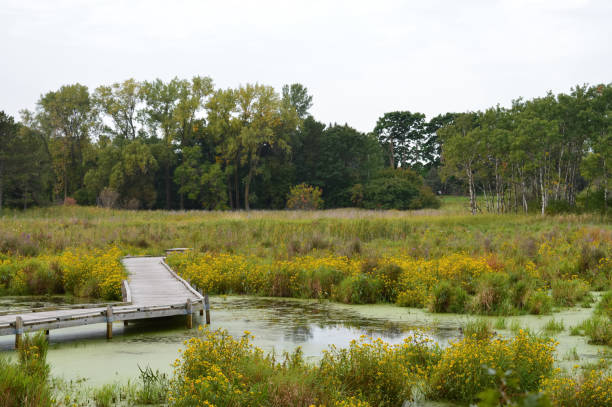 istock Boardwalk in the wetland 854530216