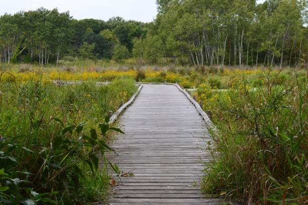 istock Boardwalk in the wetland 854530386