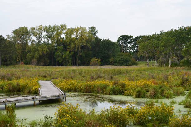 istock Boardwalk in the wetland 854530758
