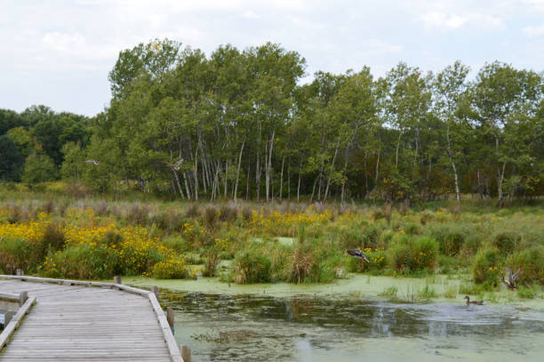 istock Boardwalk in the wetland 854532298