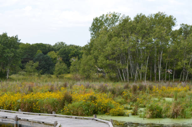 istock Boardwalk in the wetland 854532316