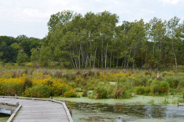 istock Boardwalk in the wetland 854532342