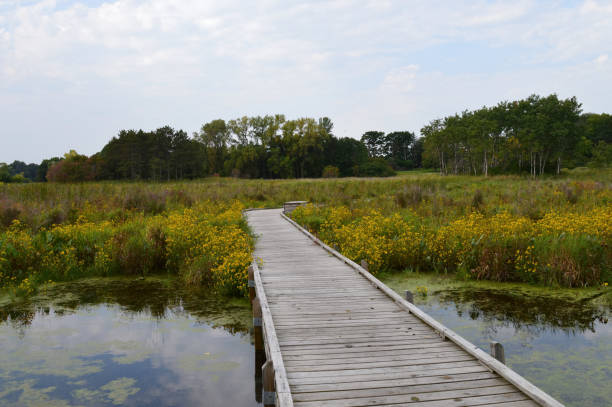 istock Boardwalk in the wetland 854532416