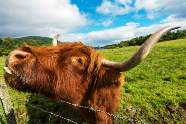 Close up portrait of a highland cattle. Lots of copy space.