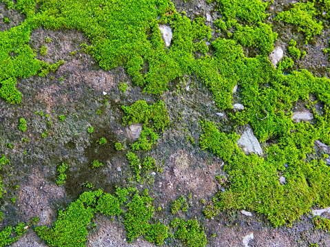 beautiful moss on ground