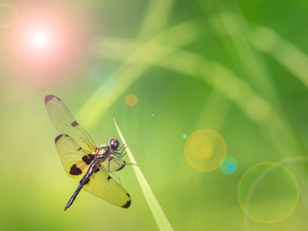 istock beautiful dragonfly on grass in morning 854544690