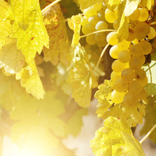 istock Ripe grapes on vine in Crimea Ukraine vineyards 854544942