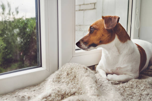 istock Sad dog is lying on the window and waiting his owner. 854545192