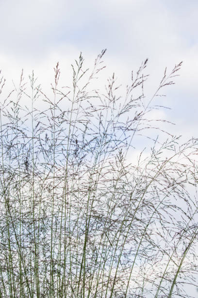 istock Molinia arundinacea Karl Foerster 854545498