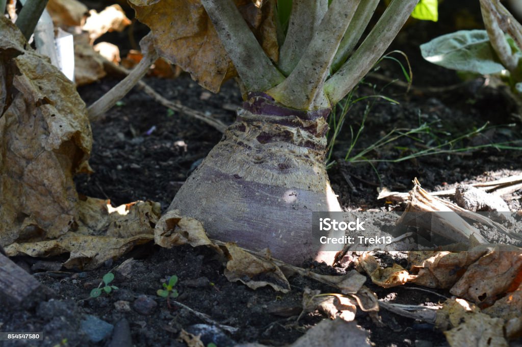 Rutabaga Brassica rapa Stock Photo