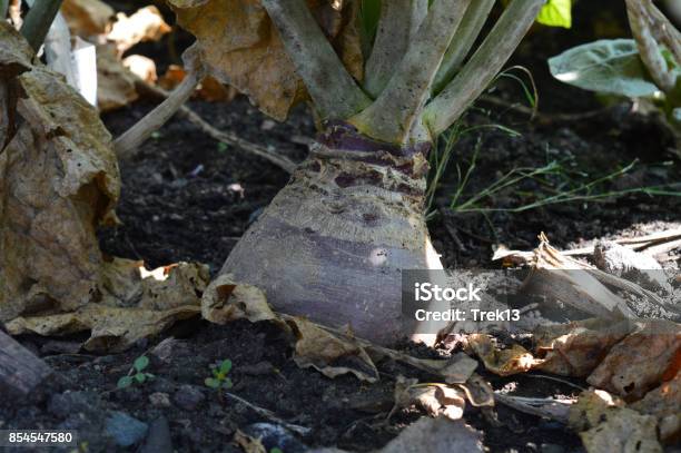 Rutabaga Stock Photo - Download Image Now - Brassica rapa, Close-up, Dirt