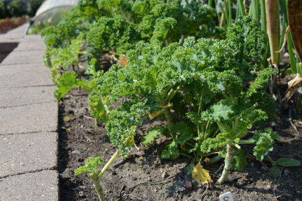 istock Kale in the garden 854547628