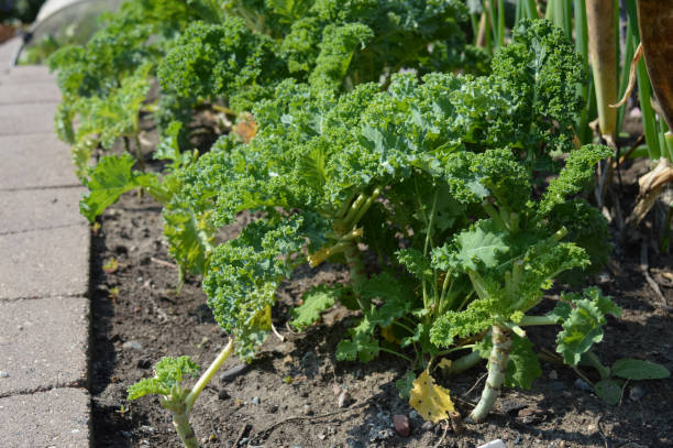 istock Kale in the garden 854547660