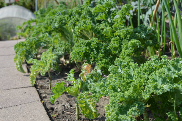 istock Kale in the garden 854548168