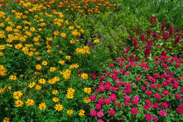 istock Pretty manicured flower garden with colorful 854550416