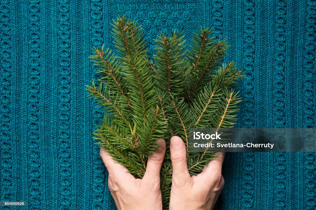 Female hands hold branches of fir tree on a blue knitted background. Christmas concept. Female hands hold branches of fir tree on a blue knitted background. Christmas concept. Top view. Contented Emotion Stock Photo