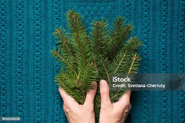 Female Hands Hold Branches Of Fir Tree On A Blue Knitted Background Christmas Concept Stock Photo - Download Image Now