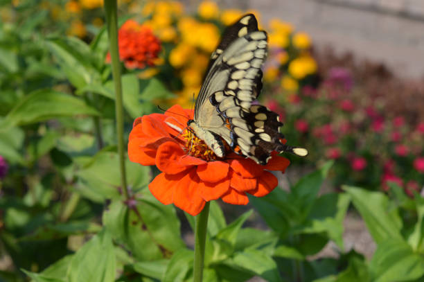 istock Butterfly on a Zinnia flower 854551578