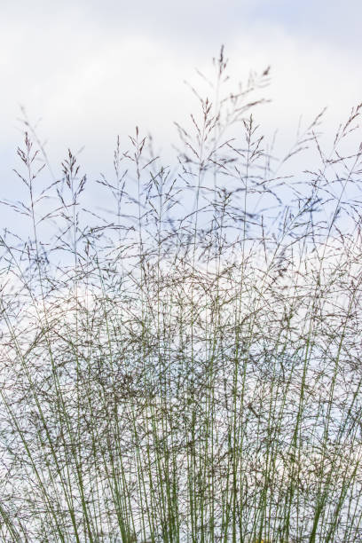 istock Molinia arundinacea Karl Foerster 854554978