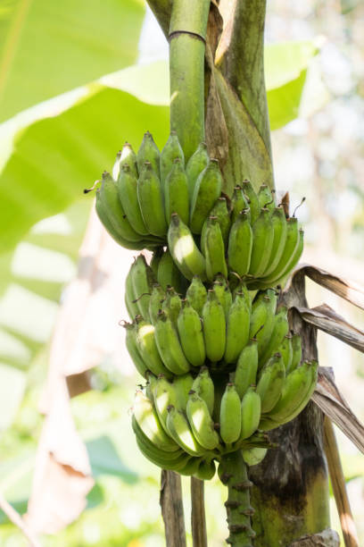 istock Banana tree with bunch of growing ripe green bananas 854555832