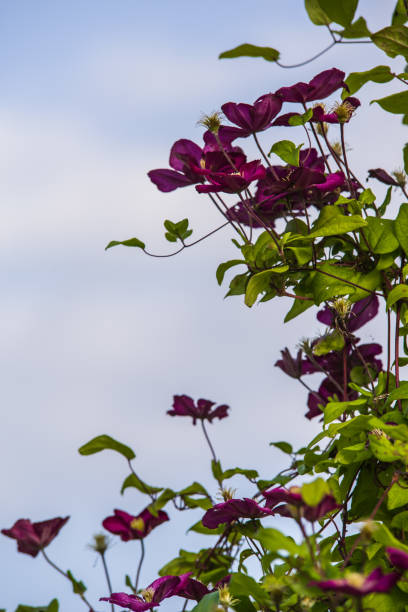 purple Clematis alpina purple clematis alpina flower blooming in summer garden clematis alpina stock pictures, royalty-free photos & images