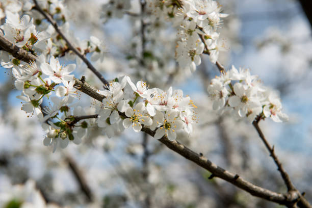 istock Abstract seasonal spring floral background 854565974