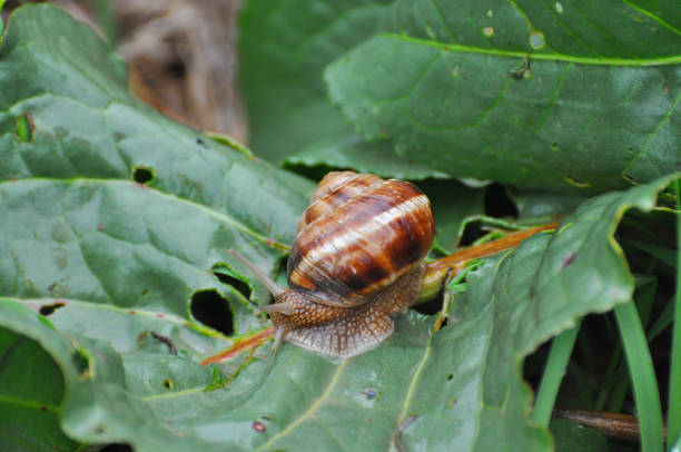 istock Snail crawling on green leaf in garden on rain. 854566078