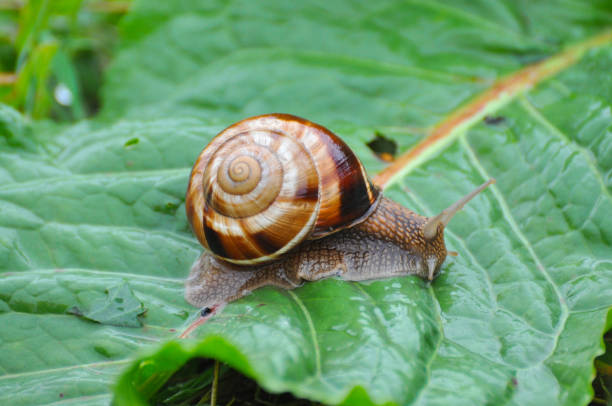 istock Snail crawling on green leaf in garden on rain. 854566752
