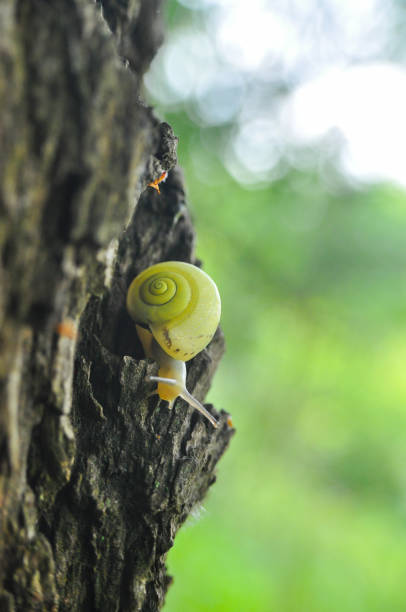 Snail in nature on tree with a beautiful green background