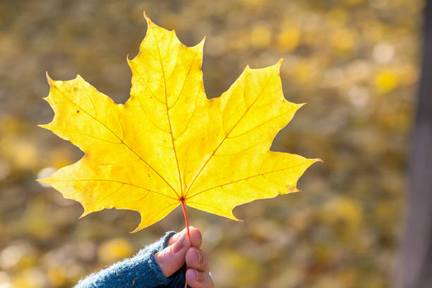 istock Beautiful autumn story. Maple Leaf Hands 854571348