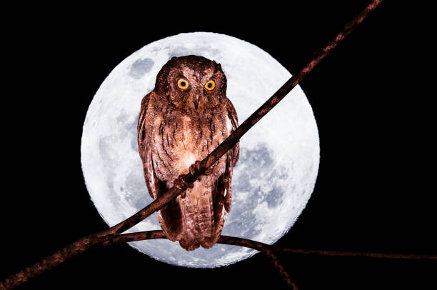 istock Madagascar scops owl, Otus rutilus, in front of a big full moon 854571968