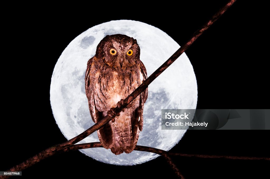 Madagascar scops owl, Otus rutilus, in front of a big full moon Halloween concept, a Madagascar scops owl, Otus rutilus, with big full moon as a background Ambush Stock Photo