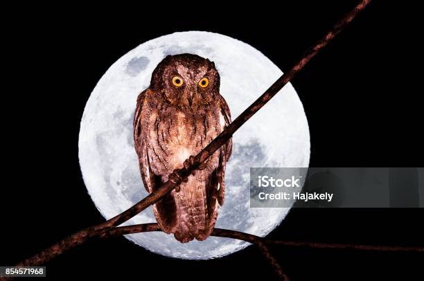 Madagascar Scops Owl Otus Rutilus In Front Of A Big Full Moon Stock Photo - Download Image Now