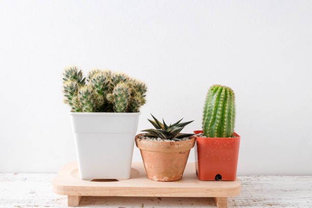 istock succulents or cactus in concrete pots over white background on the shelf 854578830