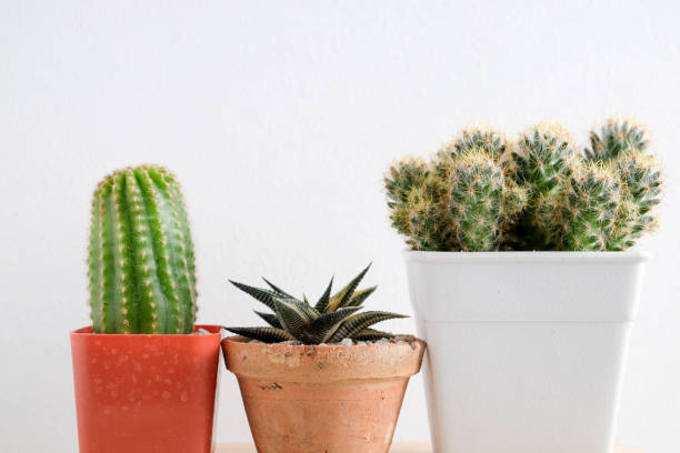 istock succulents or cactus in concrete pots over white background on the shelf 854578974
