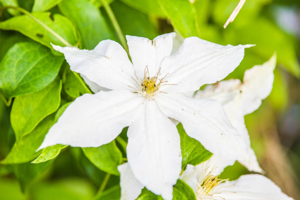 clematis alpina clematis flower blooming in summer garden clematis alpina stock pictures, royalty-free photos & images