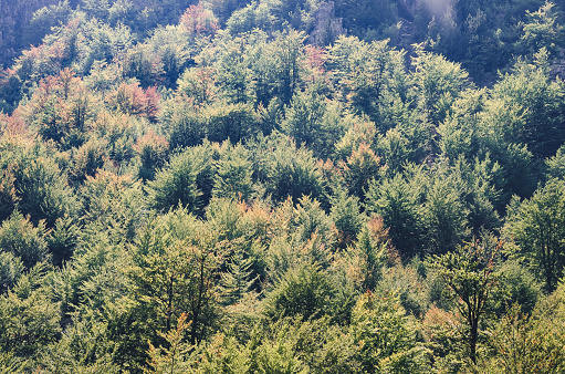 The trees are full of autumnal colours on the sides of the mountains in the Albanian Alps.