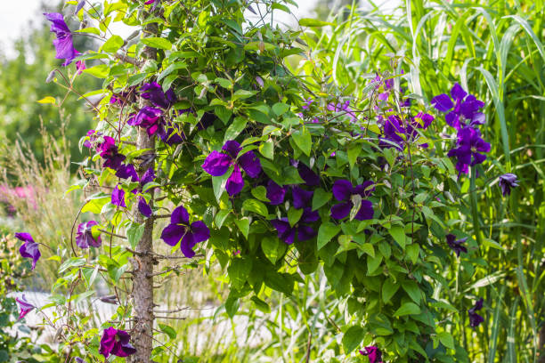 clematis alpina clematis flower blooming in summer garden clematis alpina stock pictures, royalty-free photos & images