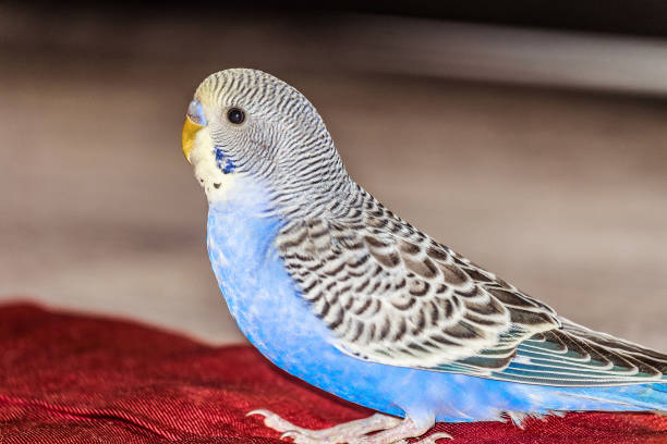 A blue male budgerigar sits on a perch in a domestic aviary
