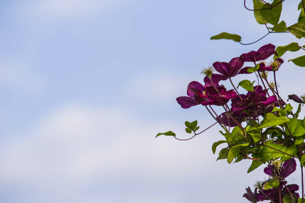 purple clematis alpina flower blooming in summer garden