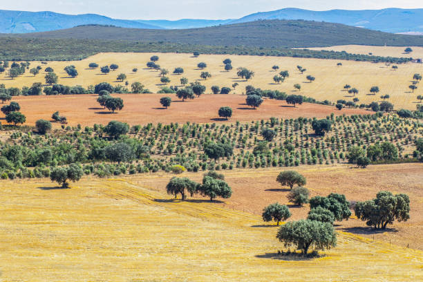 parco nazionale di cabaneros. una dehesa, la tradizionale gestione pastorale nel parco - la mancha foto e immagini stock