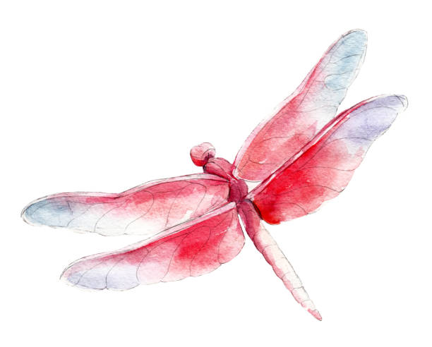 The red dragonfly, watercolor illustration isolated on white background. The red dragonfly, watercolor illustration isolated on white background. dragonfly drawing stock illustrations